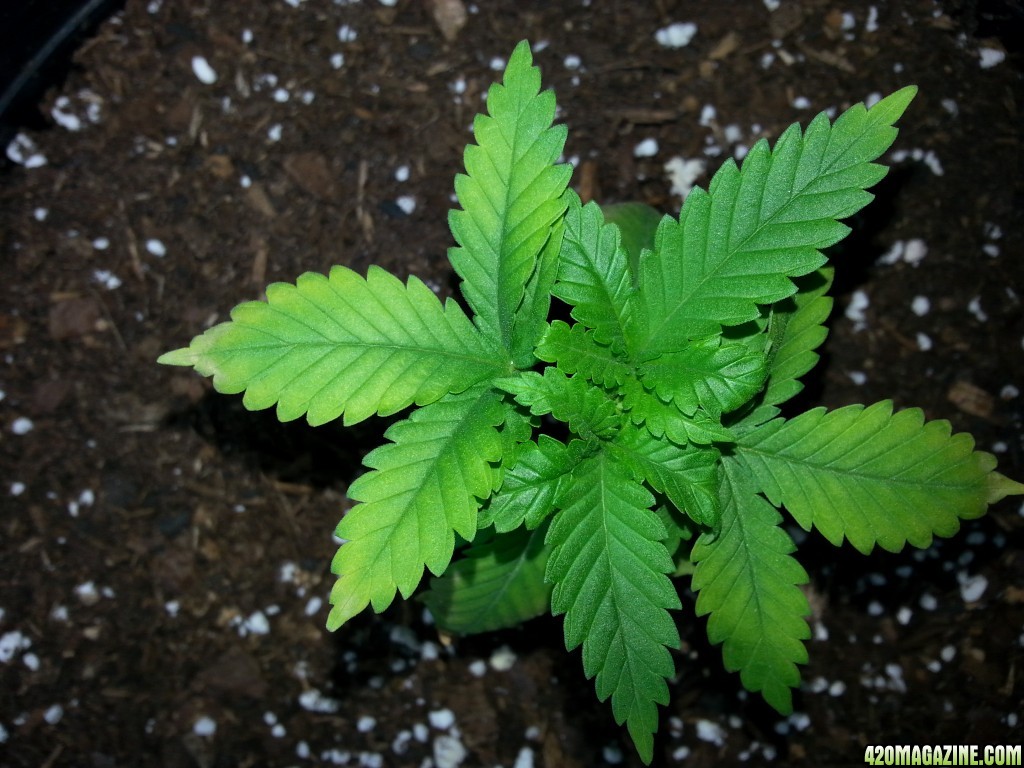 N deficiency?