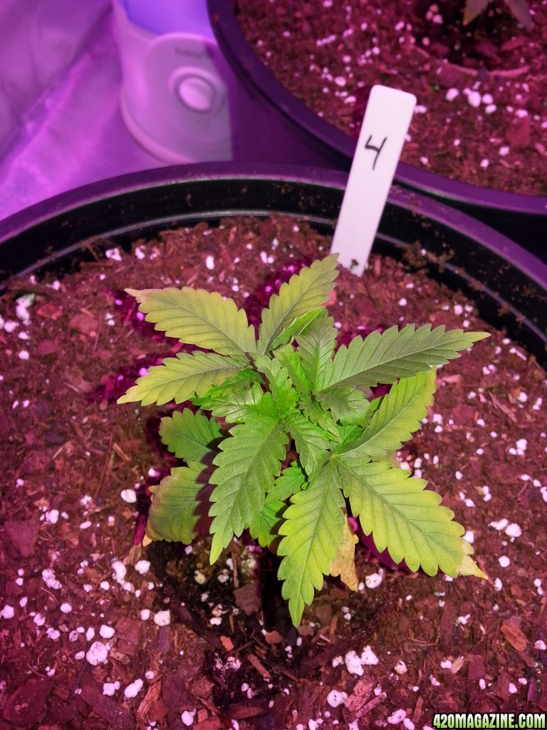 N deficiency?