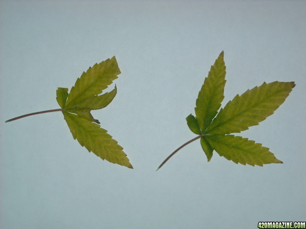 N-deficient leaves