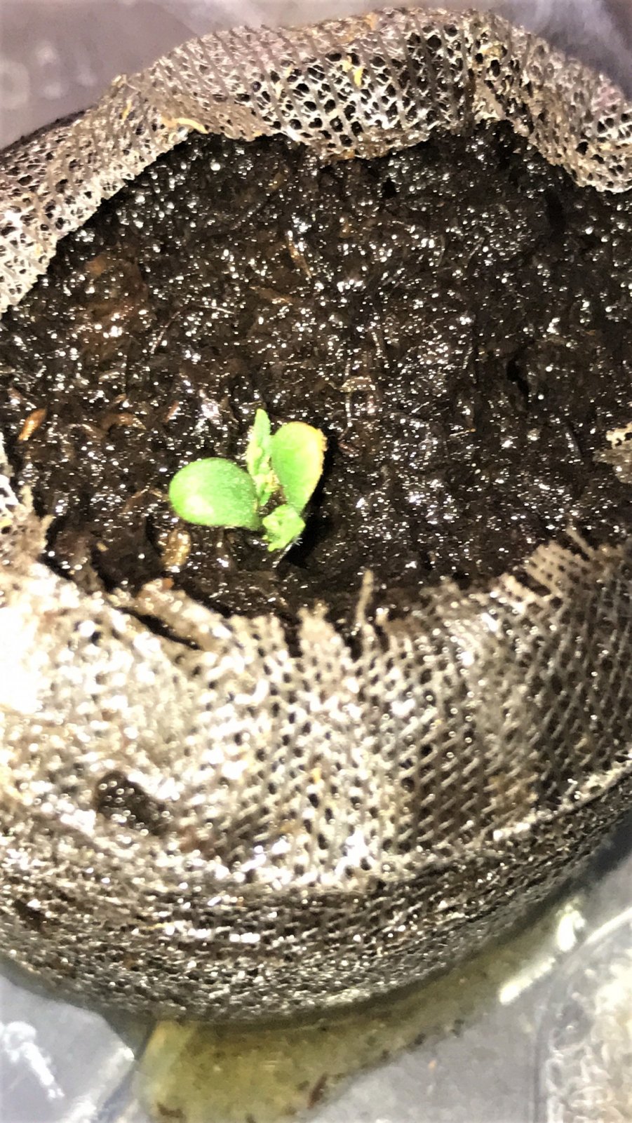 Naked seedling 11-19-21 Day5.JPG