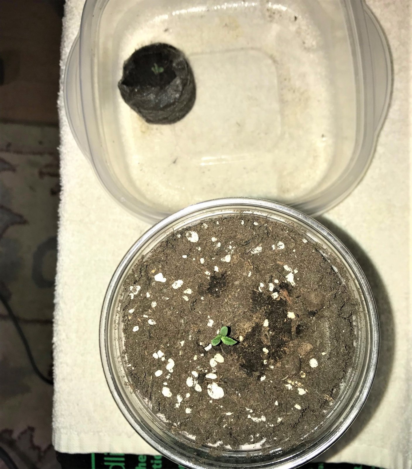 Naked seedling and C Cookie 11-20-21 day6.jpg