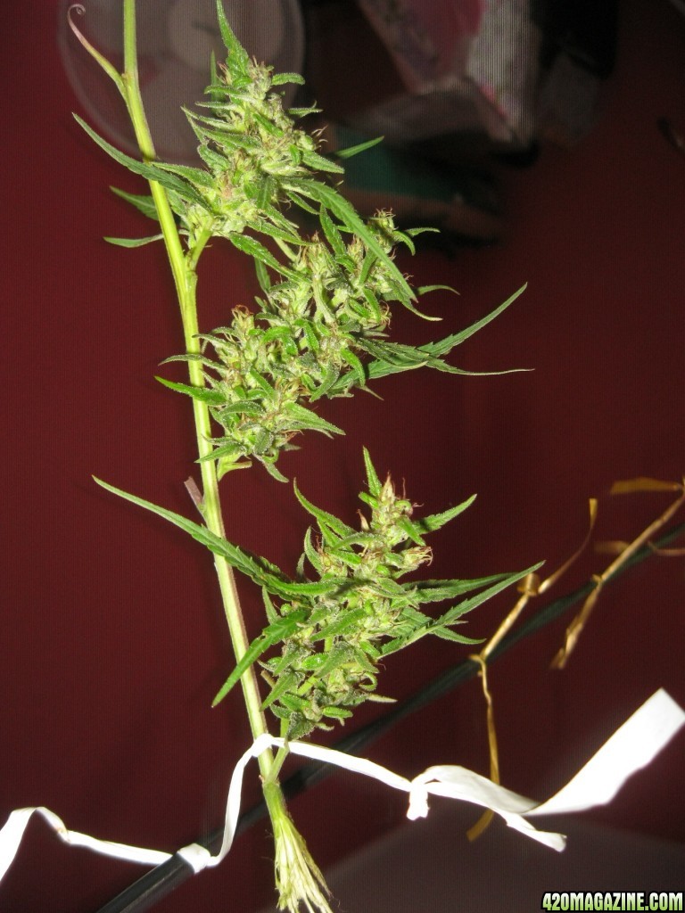 Nanda Devi / 100% Himalayan sativa / harvest