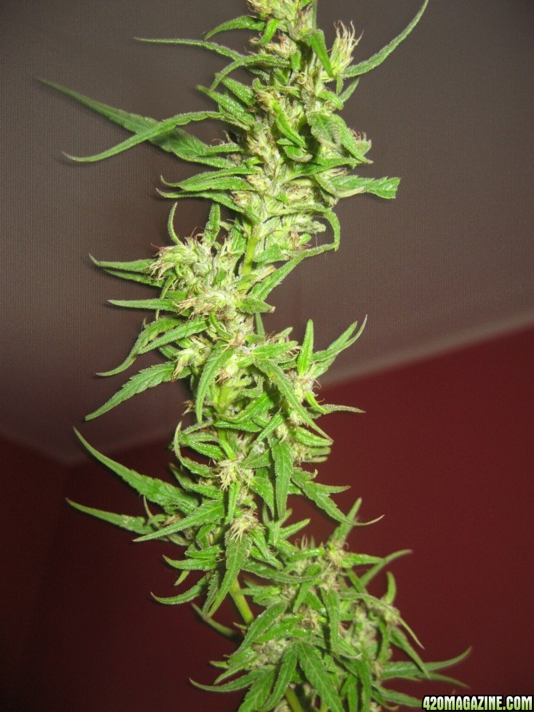 Nanda Devi / 100% Himalayan sativa / harvest