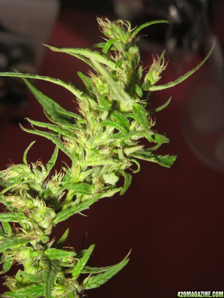 Nanda Devi / 100% Himalayan sativa / harvest