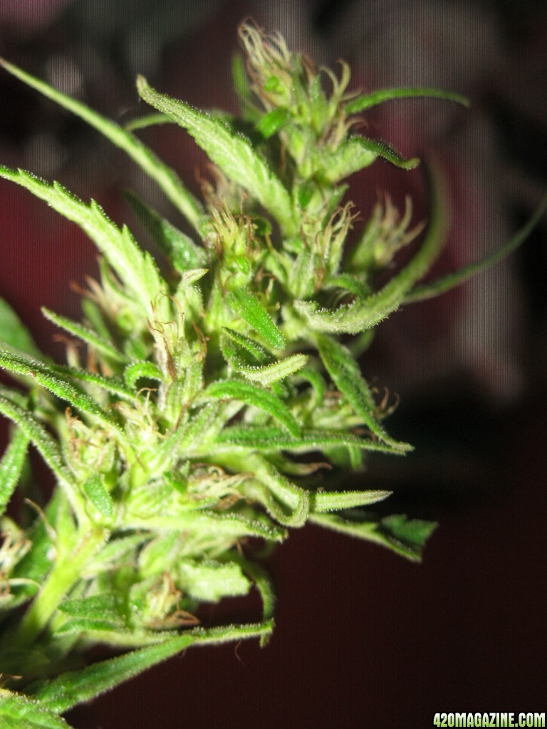 Nanda Devi / 100% Himalayan sativa / harvest