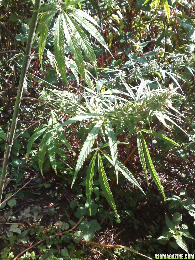 Nanda Devi / 100% Himalayan sativa / just before harvest