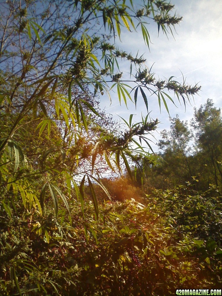 Nanda Devi / 100% Himalayan sativa / just before harvest