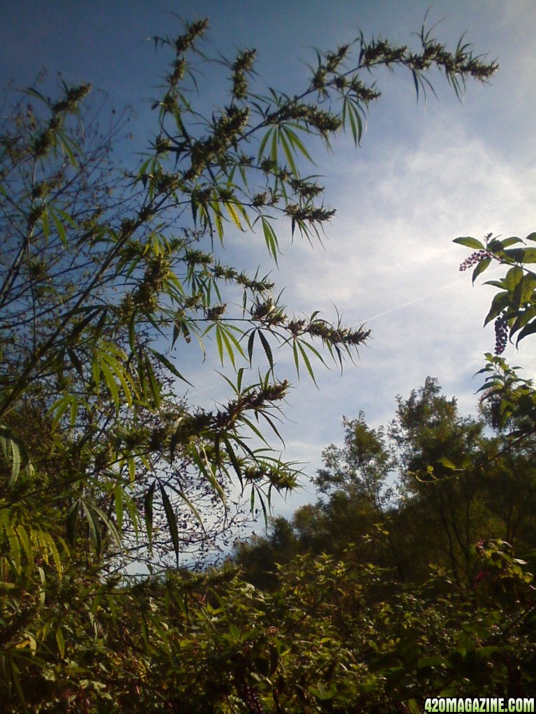 Nanda Devi / 100% Himalayan sativa / just before harvest