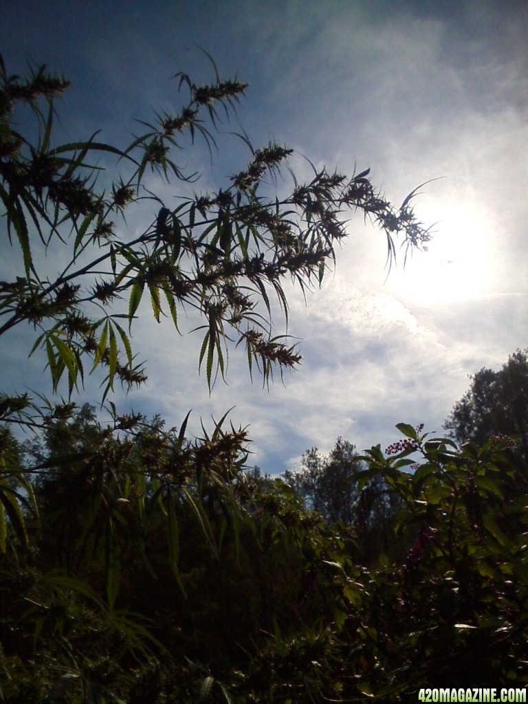 Nanda Devi / 100% Himalayan sativa / just before harvest