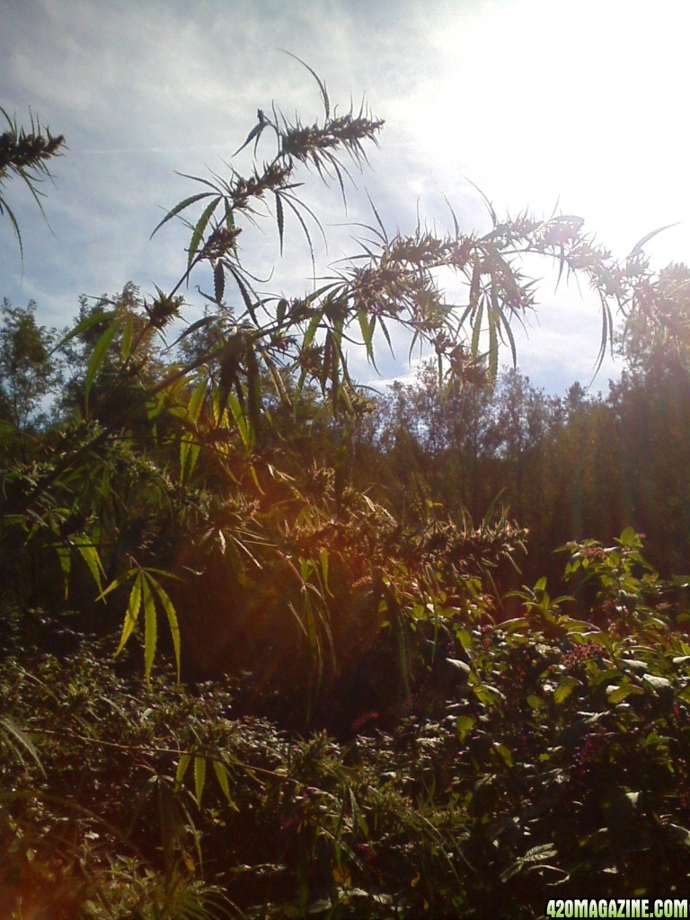 Nanda Devi / 100% Himalayan sativa / just before harvest