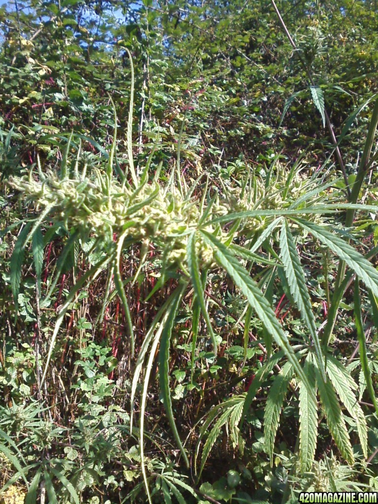 Nanda Devi / 100% Himalayan sativa / just before harvest