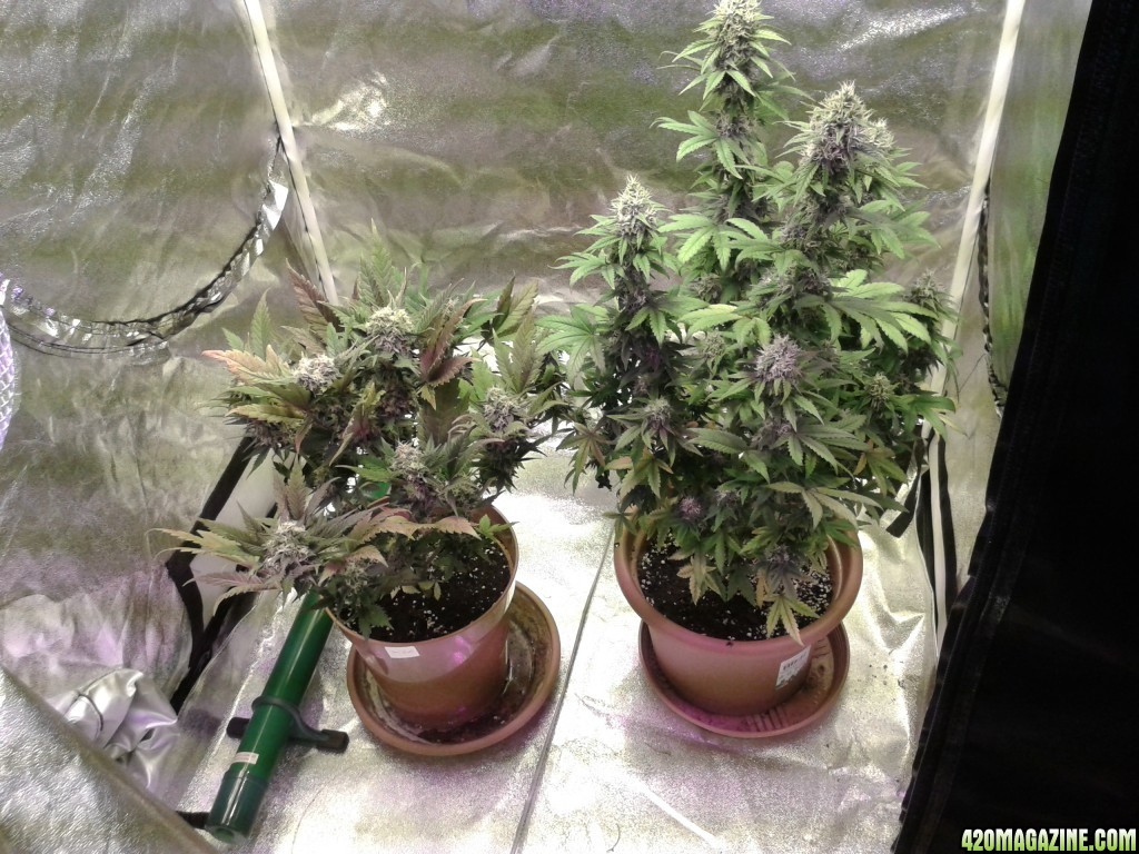 napalm_day_68