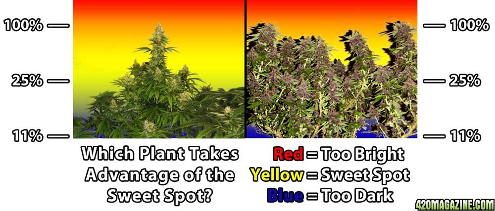 natural-vs-lst-cannabis-sweet-spot