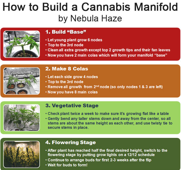 Nebulas how to manifold