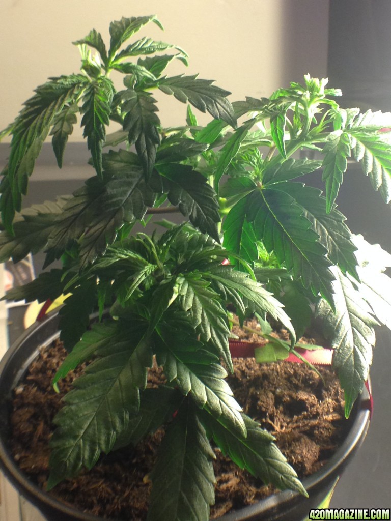 Need help determining the sex of my plants