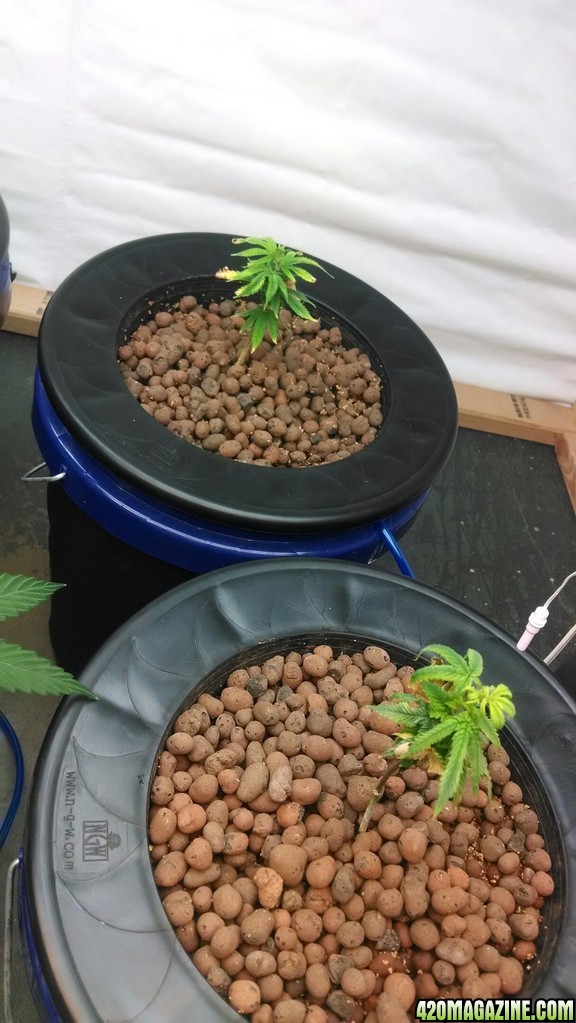 need help with these clones