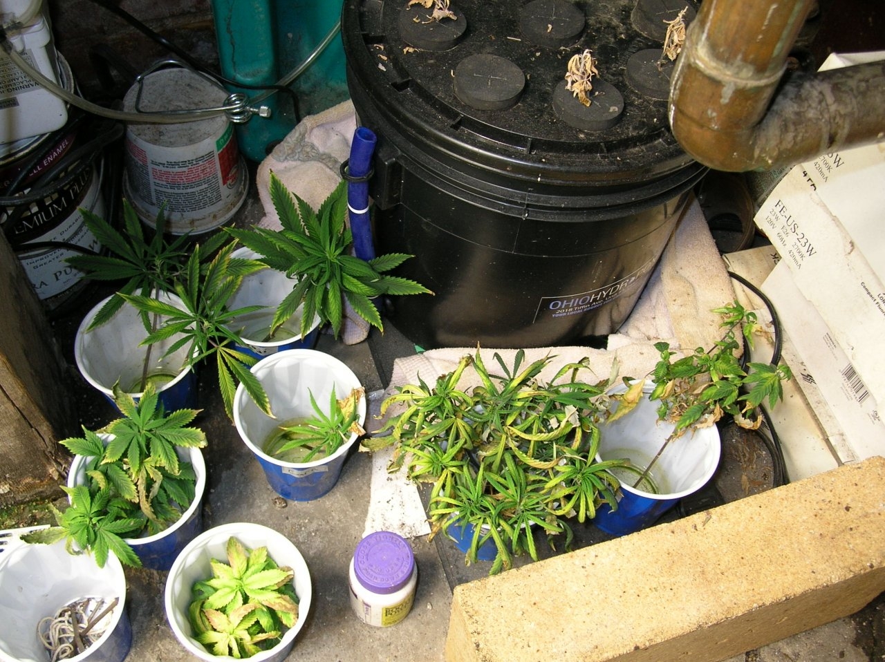 Neglected cuttings in cups - weeks old