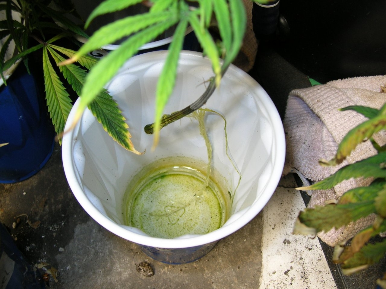 Neglected cuttings in cups - weeks old