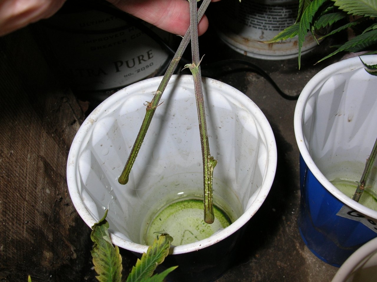 Neglected cuttings in cups - weeks old