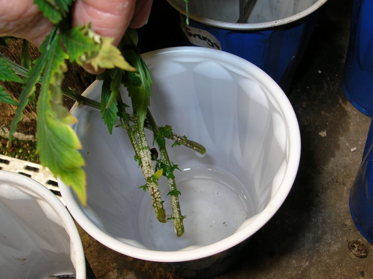 Neglected cuttings in cups - weeks old