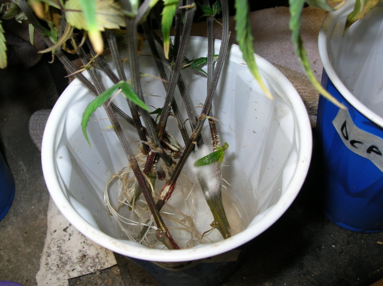 Neglected cuttings in cups - weeks old