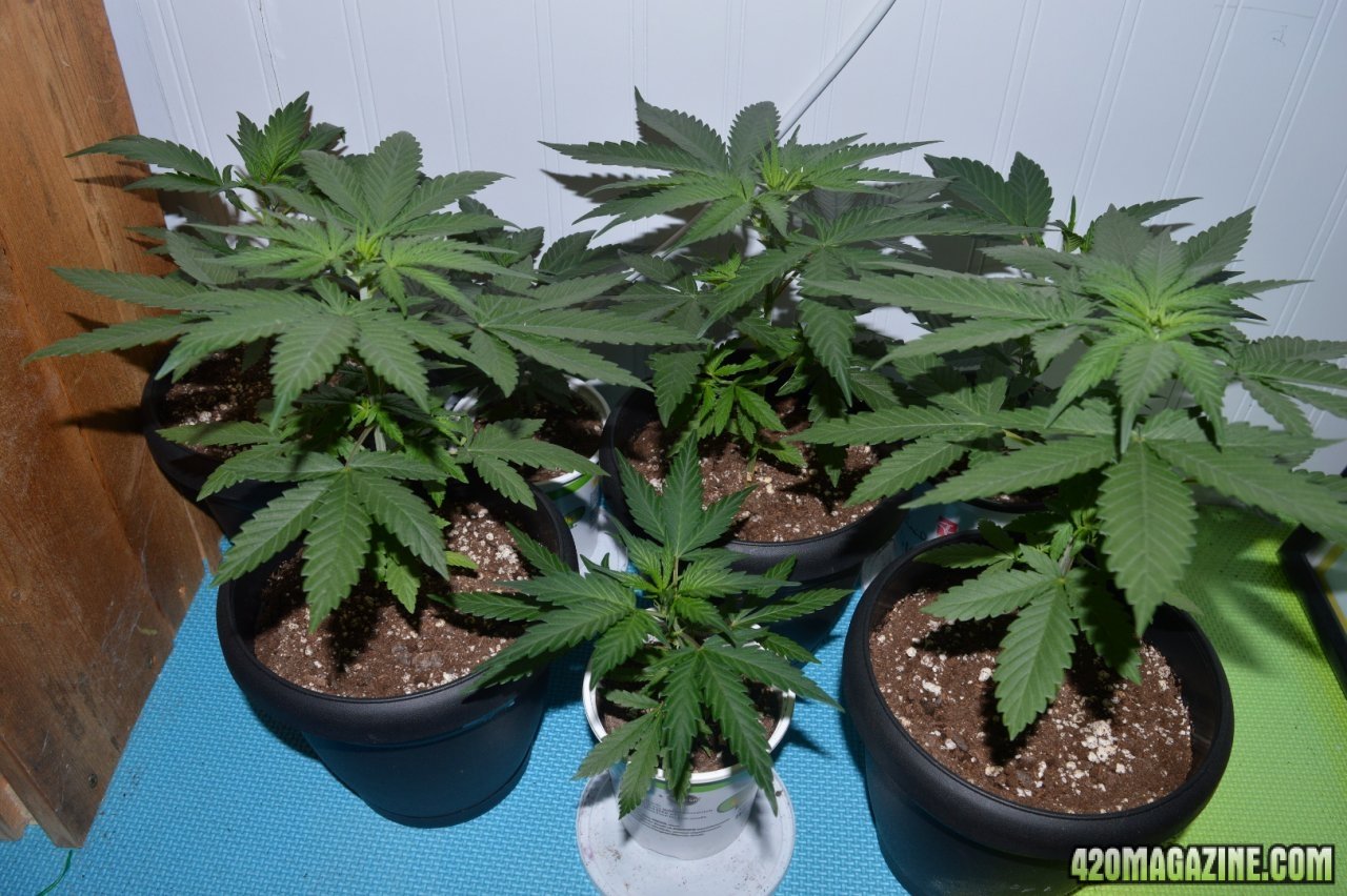 NeilHaze and clones