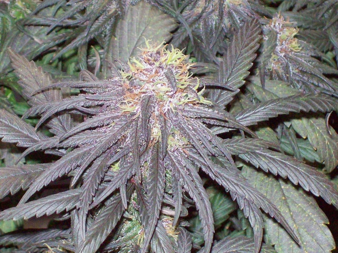 NEPALI BAGLUNG SATIVA 006.JPG