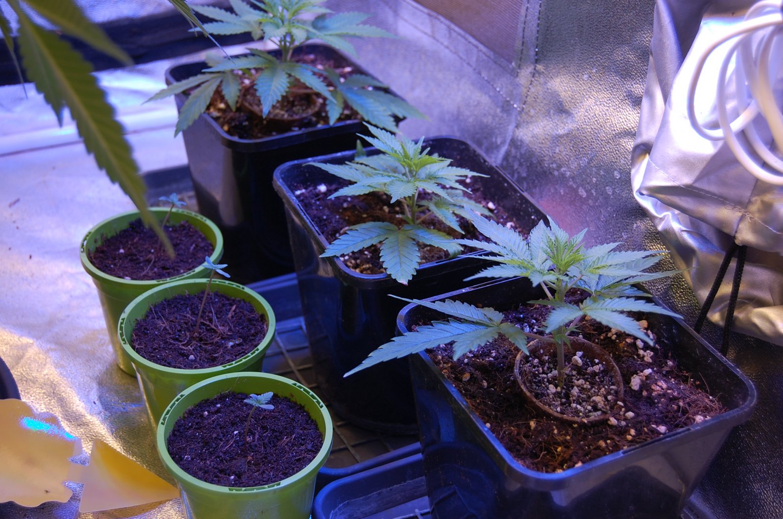 nepali-seedlings-chunky-skunk-clones.JPG