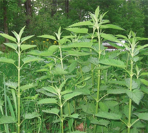 nettle1.jpg