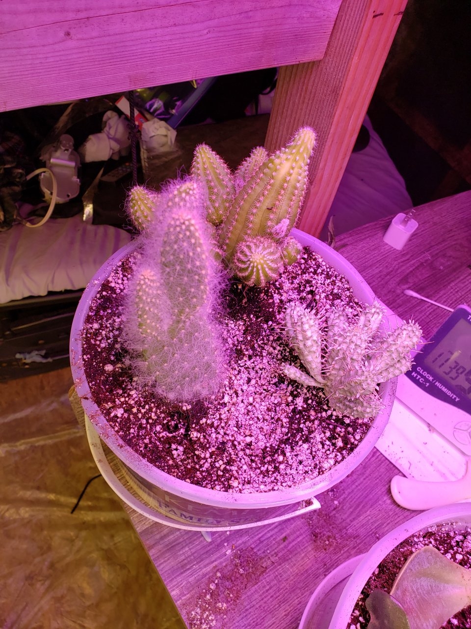 New cacti i transplanted