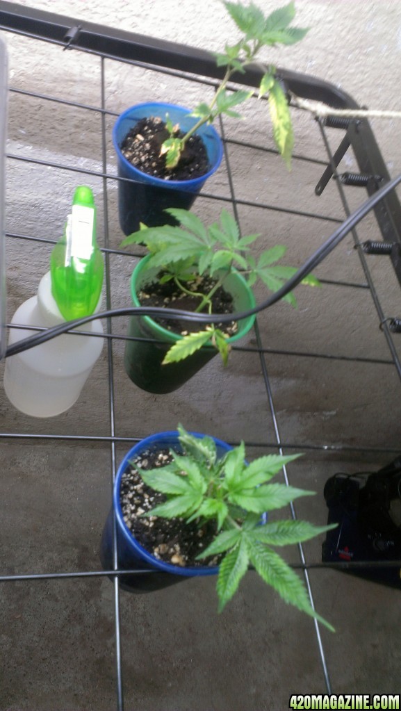 New Clones (1) 5-22-14