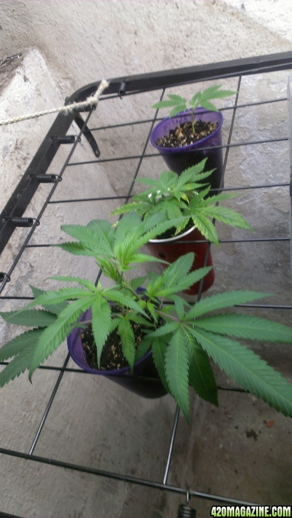 New Clones (2) 5-22-14