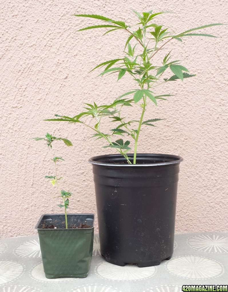 New clones, one AK-47 already transplanted, one Gold Leaf still rooting