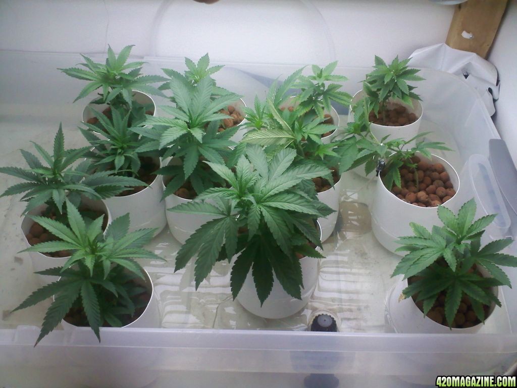 new clones starting veg