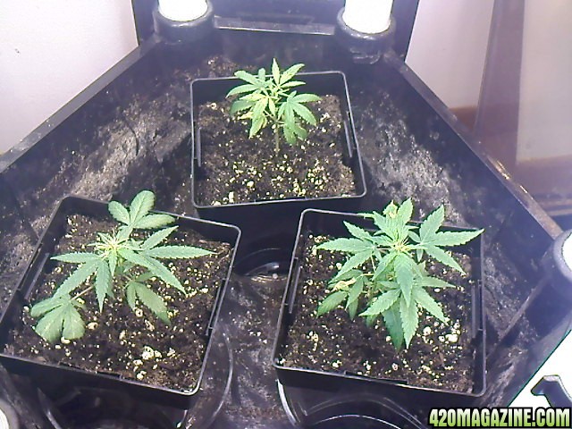 new clones