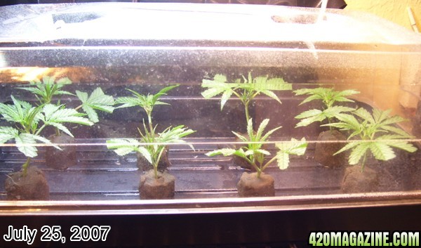 New Clones