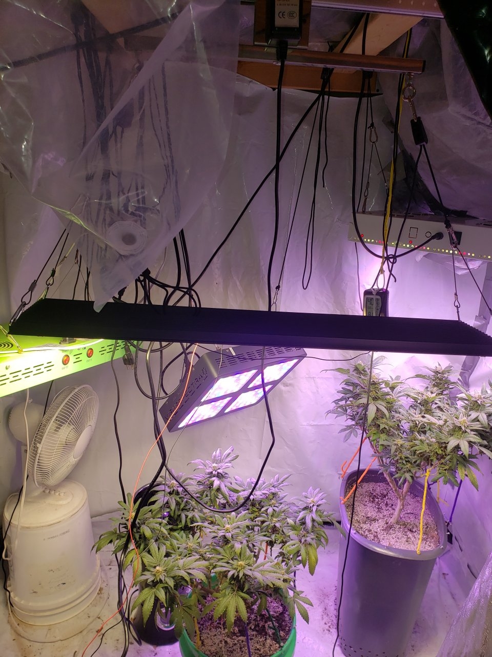 New flower room setup w/QB light up