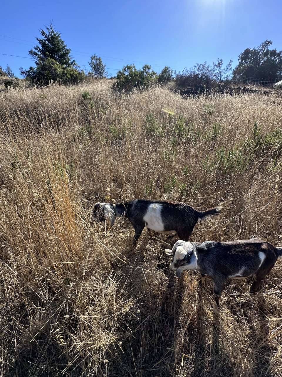 New grazing area