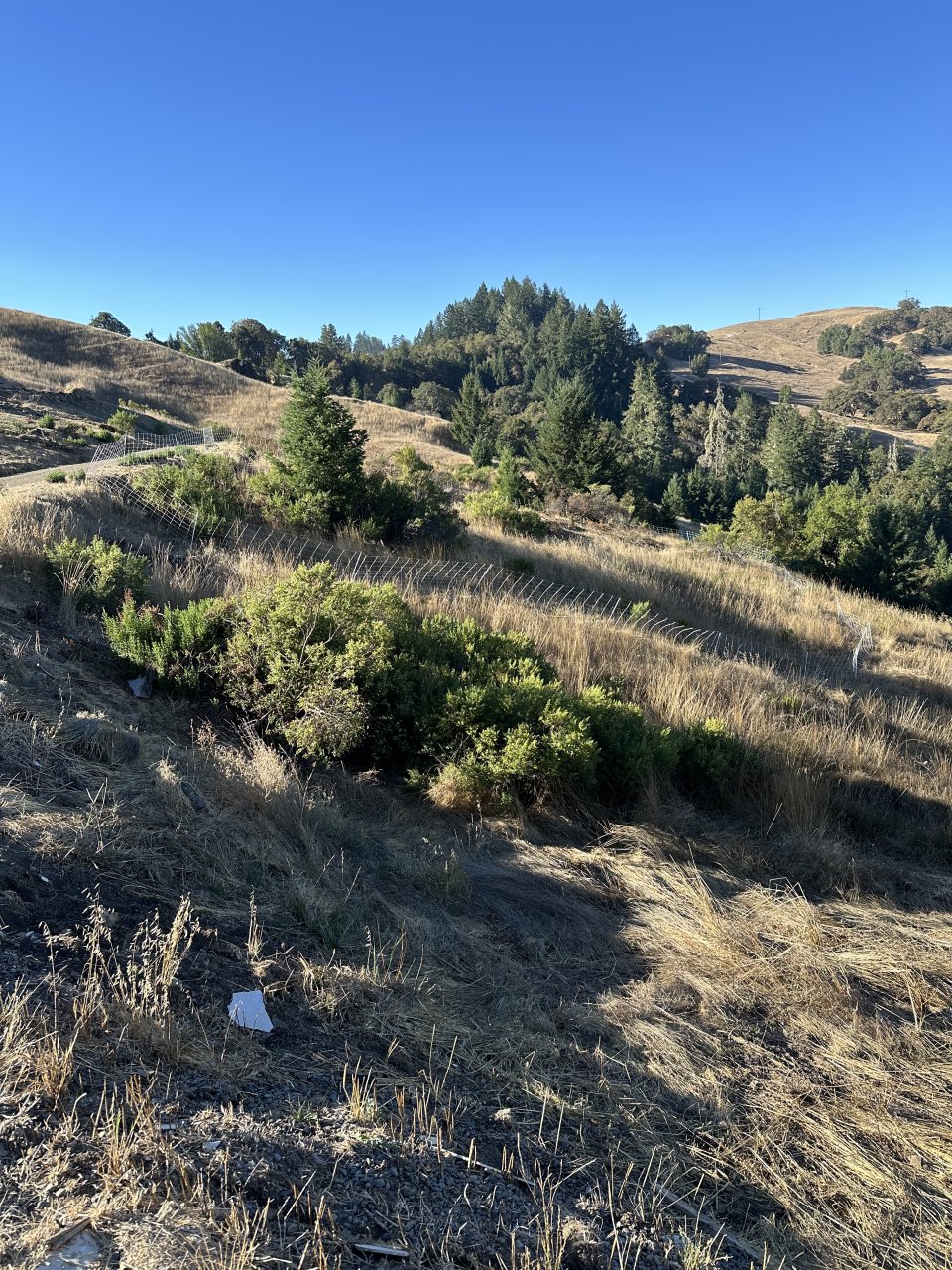 New grazing area