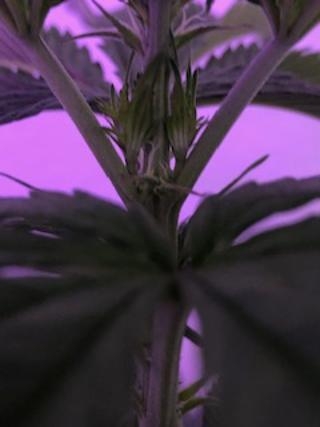 new grow 10.jpg