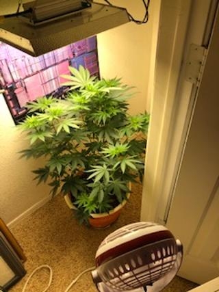 new grow 12.jpg