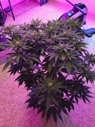 new grow 16.jpg