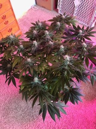 new grow 18.jpg