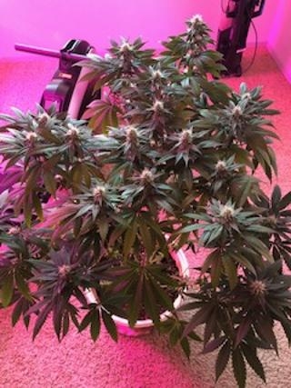 new grow 19.jpg