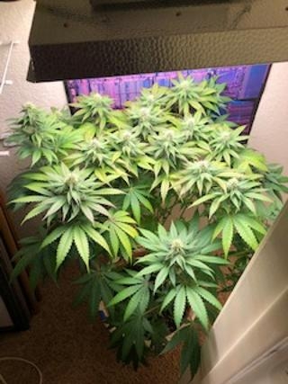 new grow 20.jpg