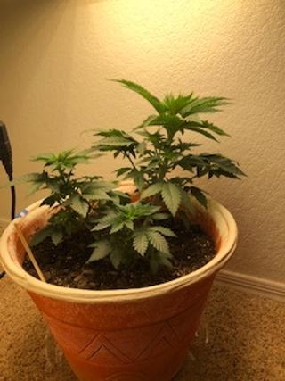 New grow 4.jpg