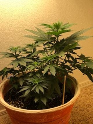 new grow 7.jpg