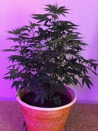 new grow 9.jpg