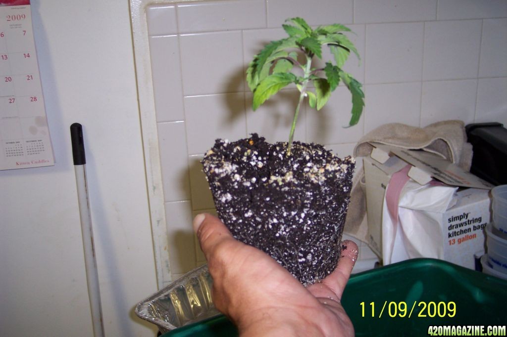 New grow cfl/soil