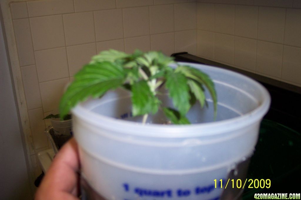 New grow cfl/soil